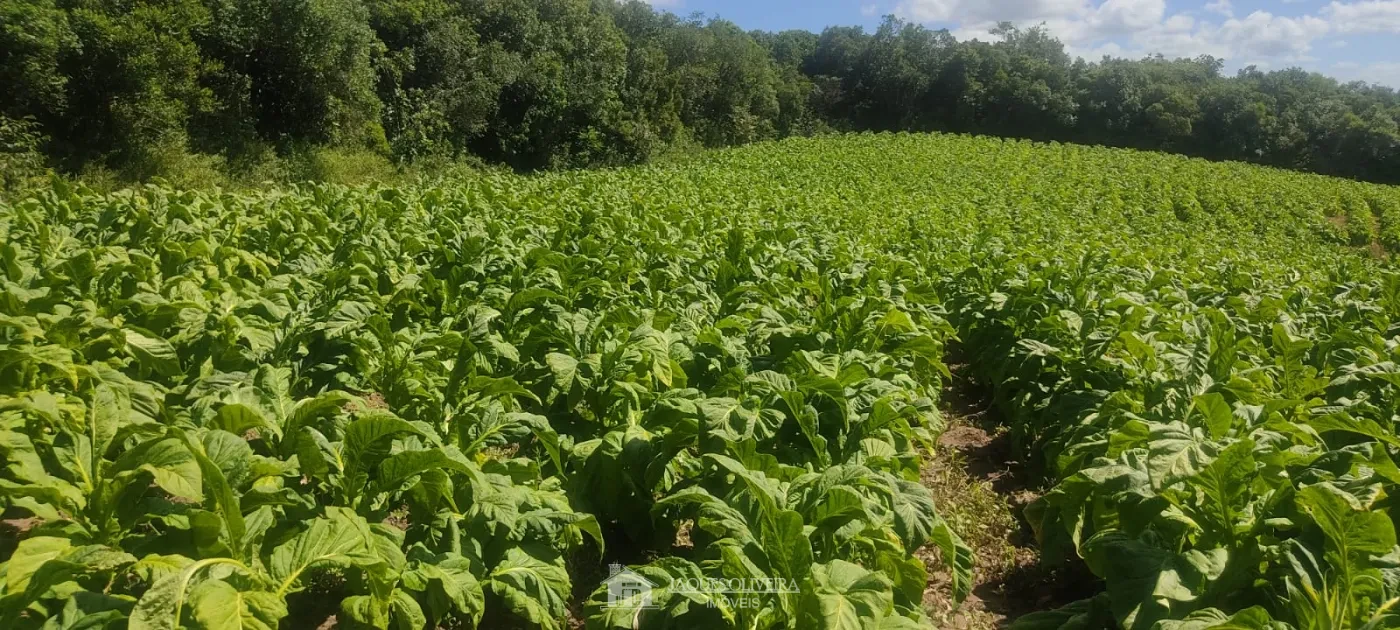 Imagem de Área de Plantação