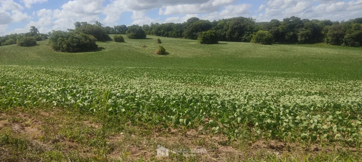 Imagem de Área de Plantação