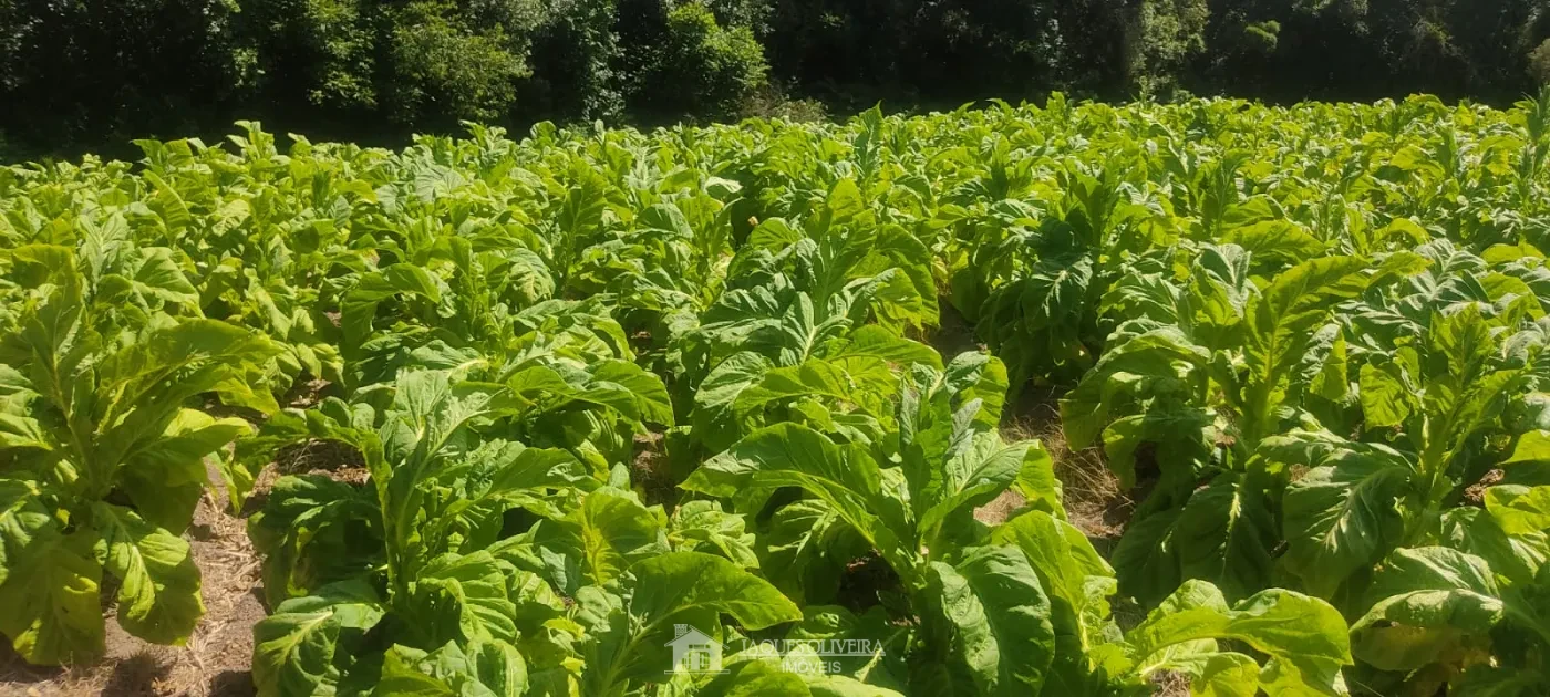 Imagem de Área de Plantação