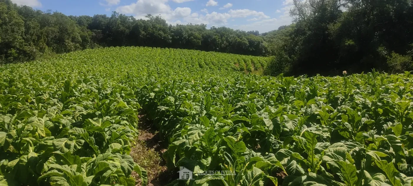 Imagem de Área de Plantação