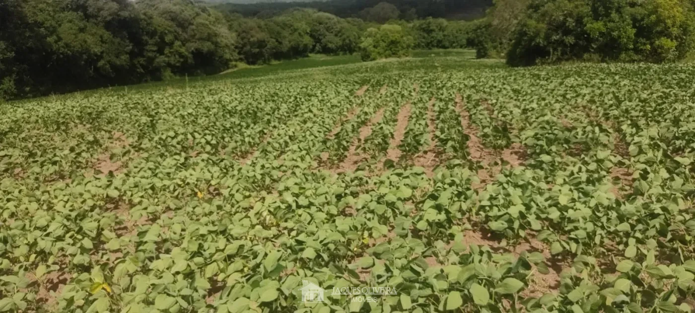 Imagem de Área de Plantação