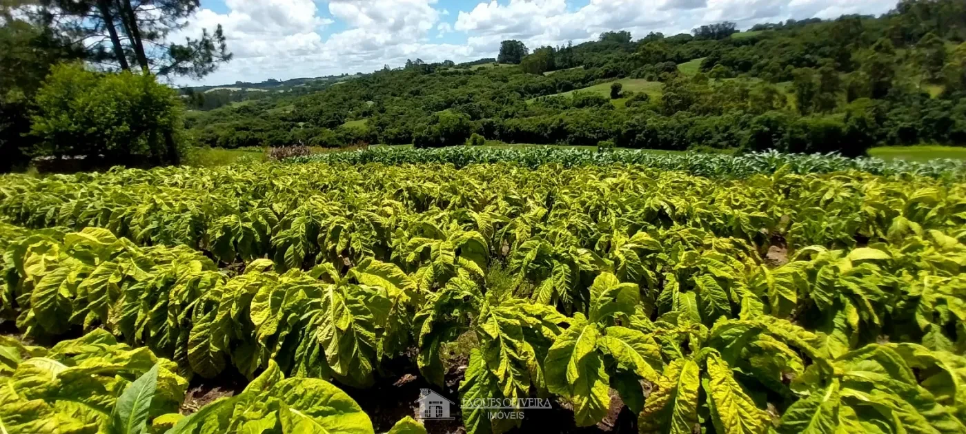 Imagem de Chácara Produtiva