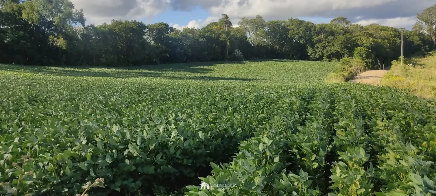 Imagem de Área de Plantação