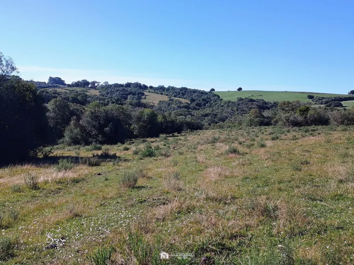 Imagem de Campo de Primeira