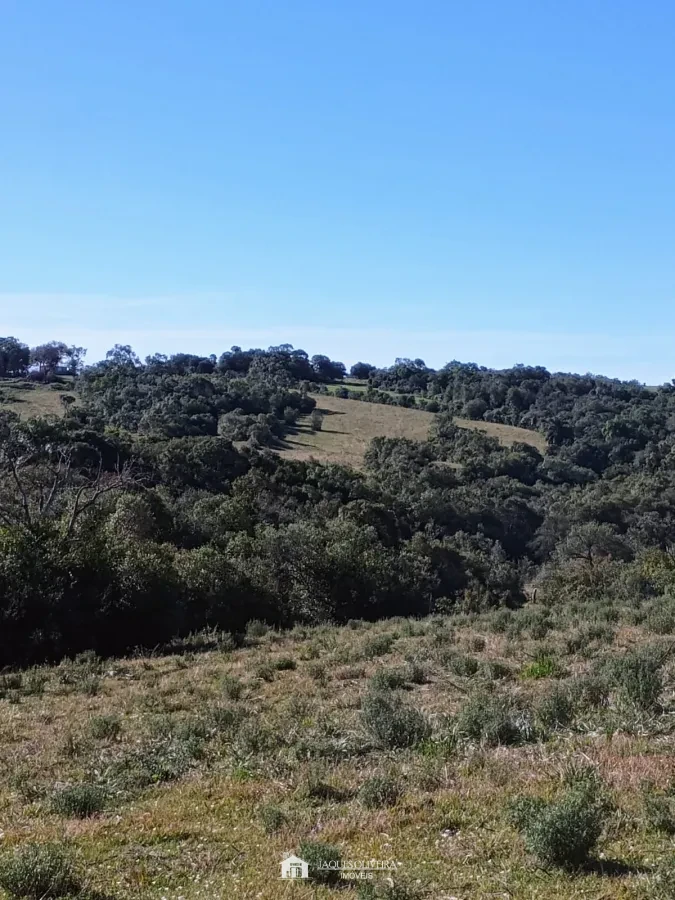 Imagem de Campo de Primeira