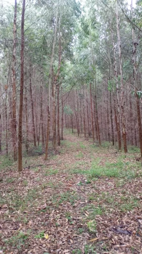 Imagem de Oportunidade ótima para investimento