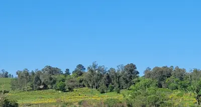 Imagem de 4 Hectares a 400 metros da ULBRA (BR 287) para venda