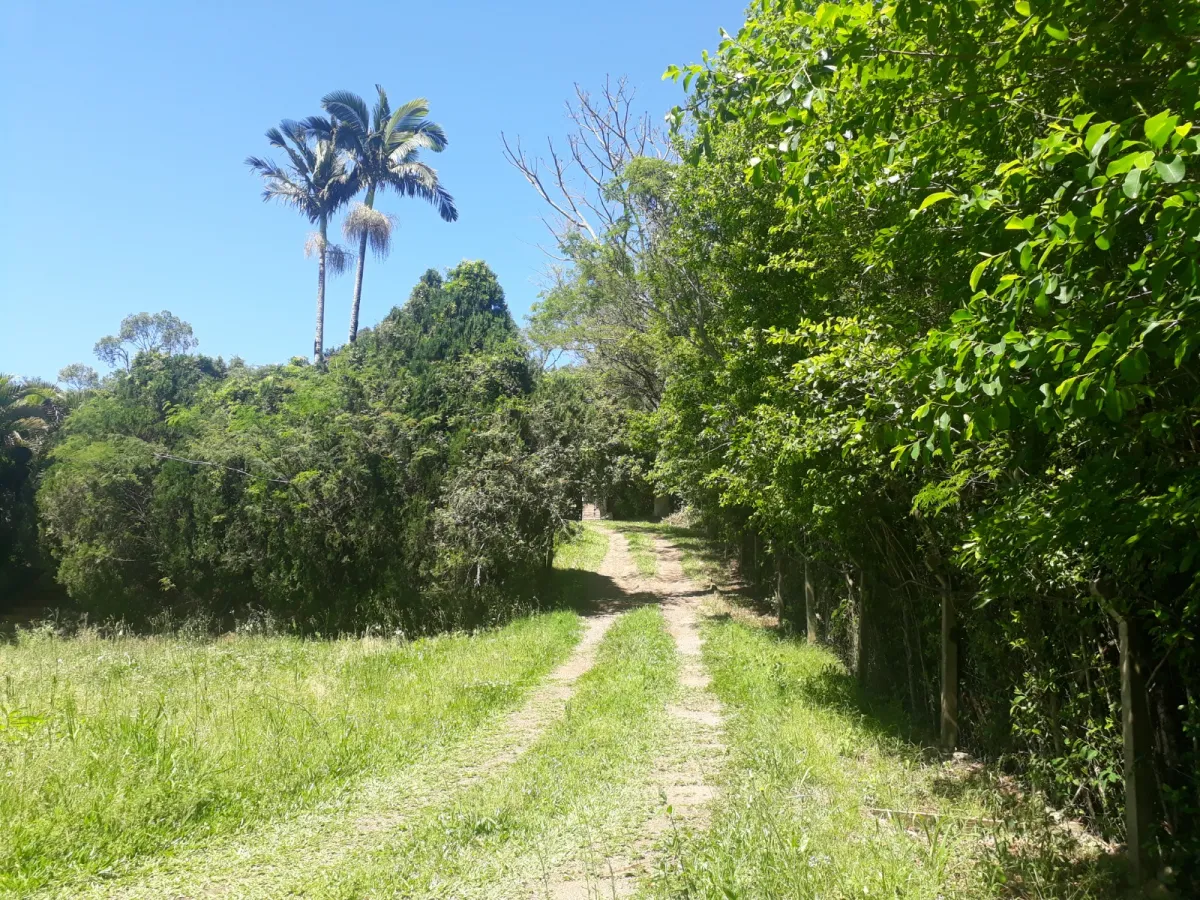 Imagem de Sítio à Venda em Taquara: Refúgio Naturista em Meio à Natureza