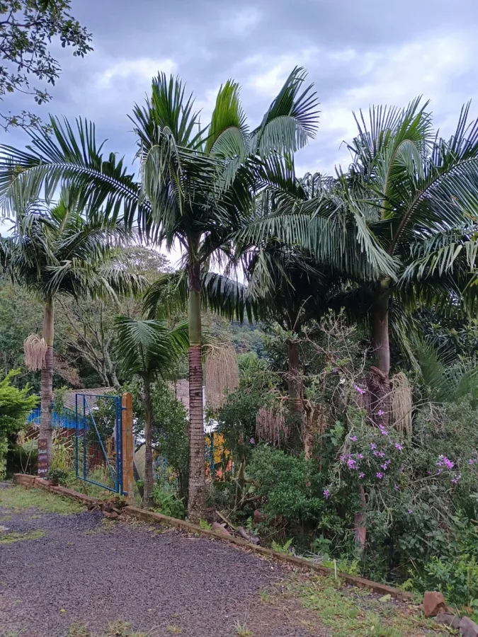 Imagem de Sítio Encantador em Taquara com Ampla Área Verde