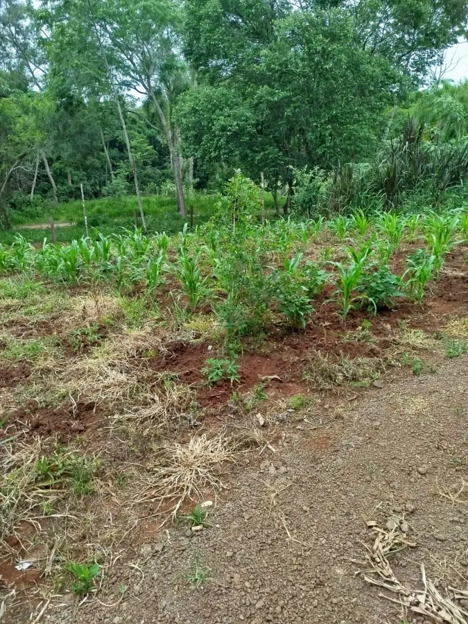 Imagem de Área rural em Fazenda Fialho