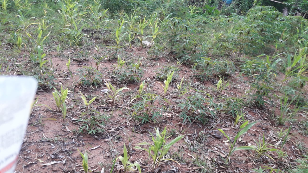 Imagem de Sitio Em Fazenda Fialho