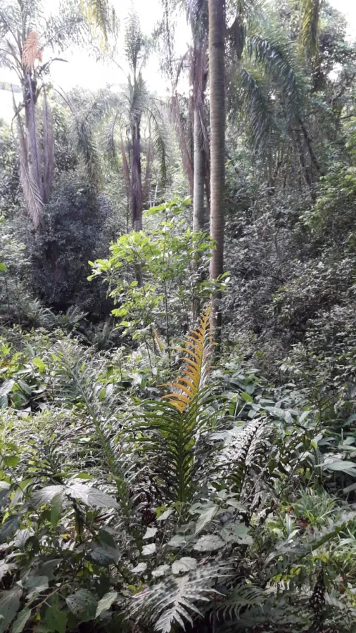 Imagem de Sitio Em Fazenda Fialho