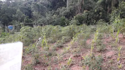 Imagem de Sitio Em Fazenda Fialho