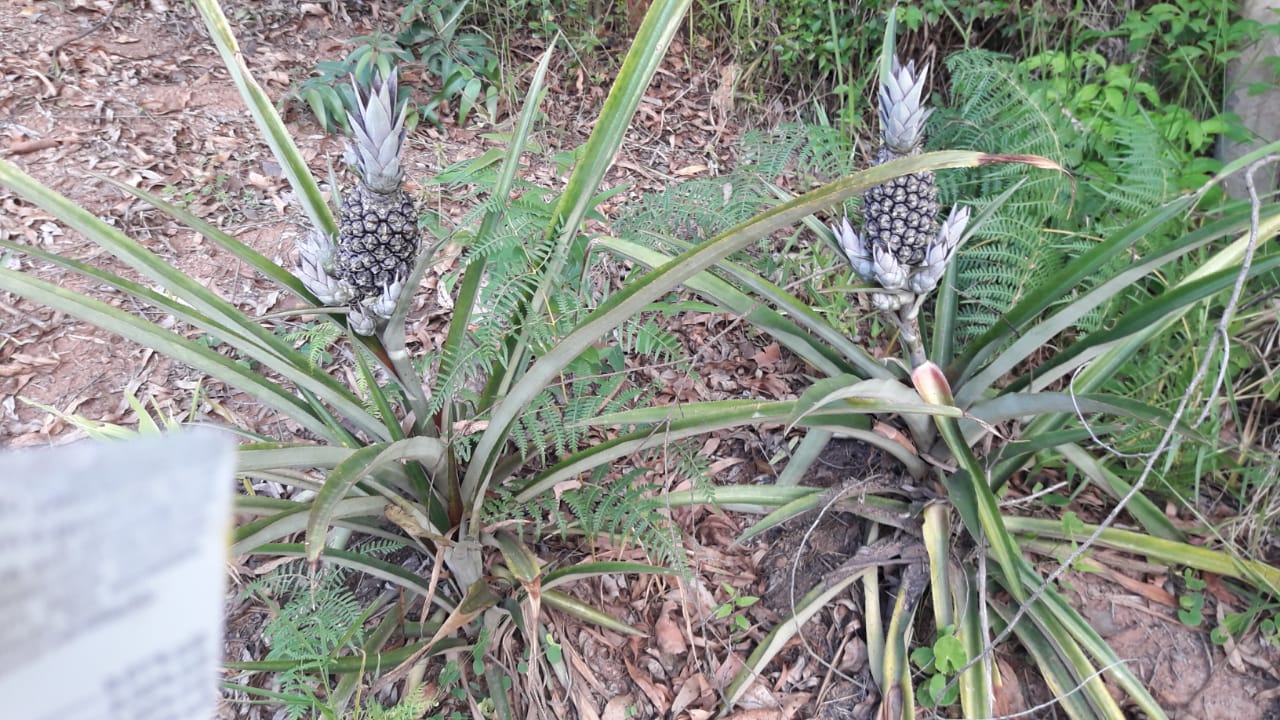 Imagem de Sitio Em Fazenda Fialho