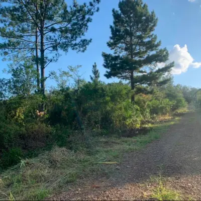 Imagem de Oportunidade Rara: Área de Terras com 5.000 m²