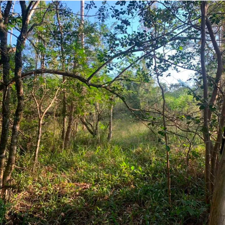 Imagem de Oportunidade Rara: Área de Terras com 5.000 m²