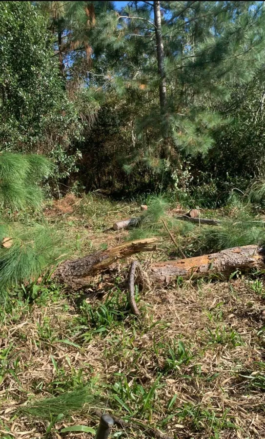 Imagem de Oportunidade Rara: Área de Terras com 5.000 m²