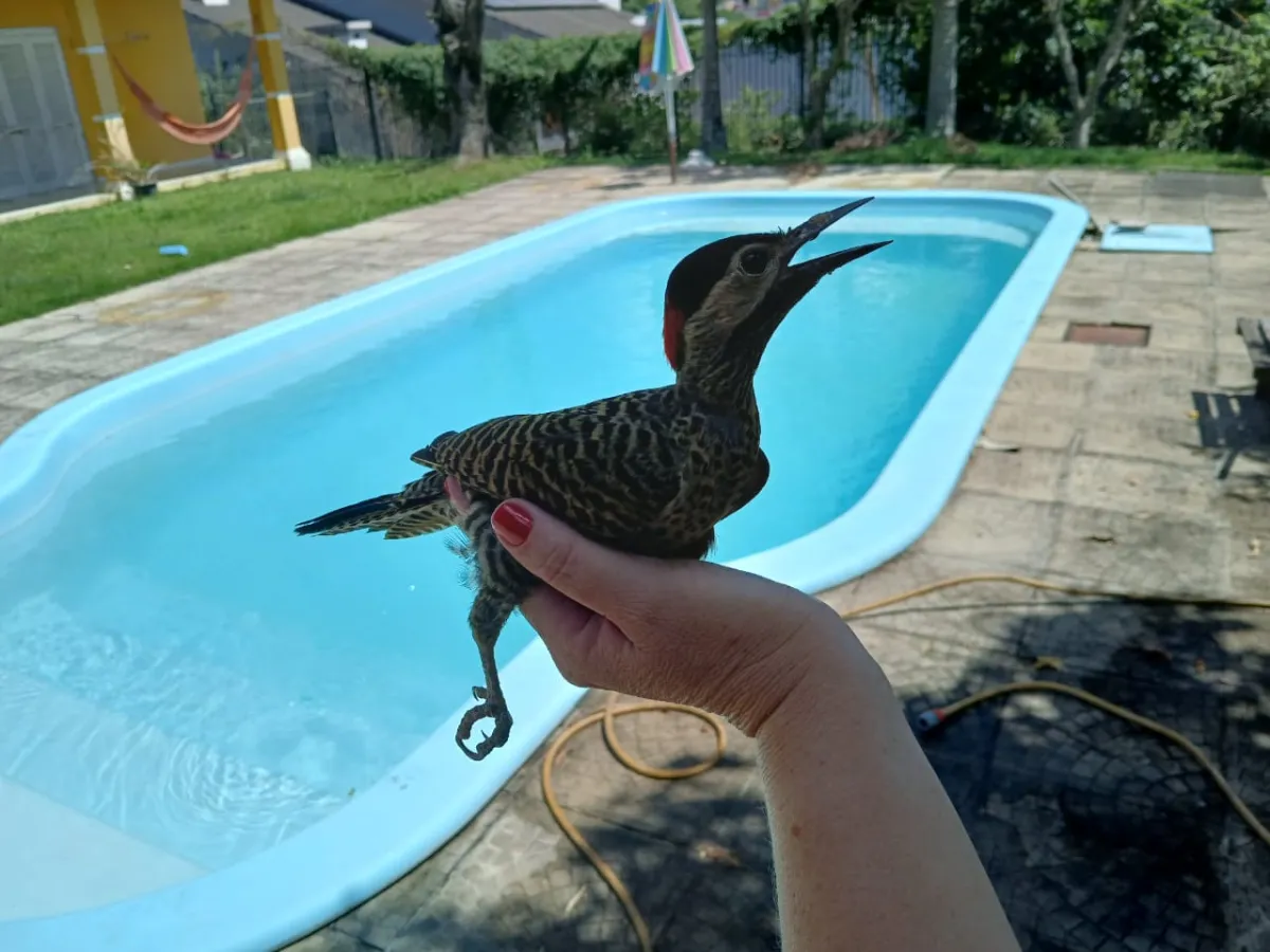 Imagem de CASA ALTO PADRÃO