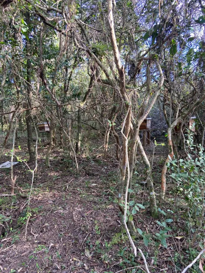Imagem de Sitio em Aguas Claras Viamão
