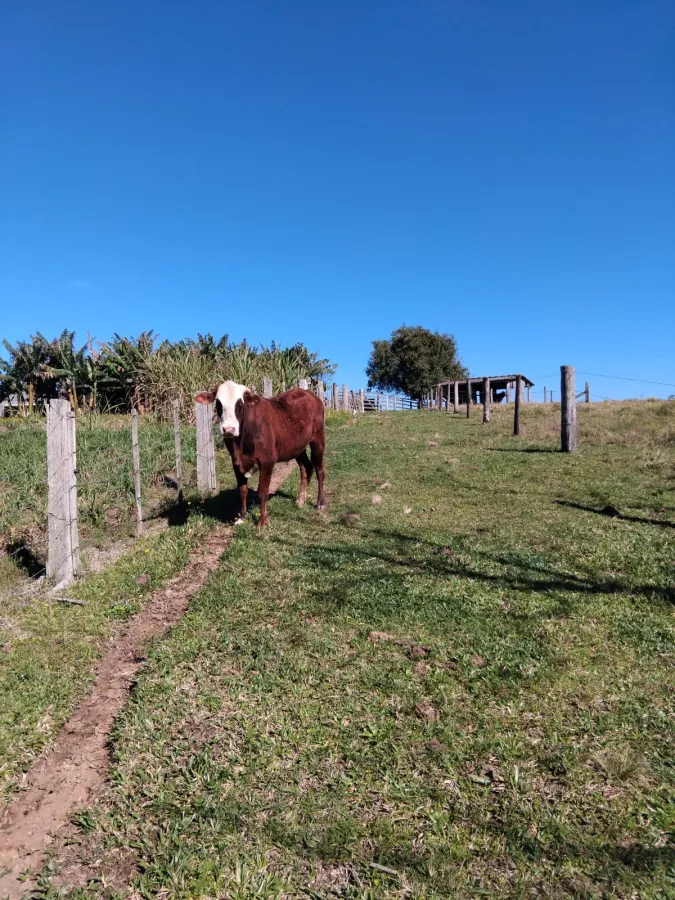 Imagem de Chácara completa com casa de madeira de lei e açude – pronta para morar!