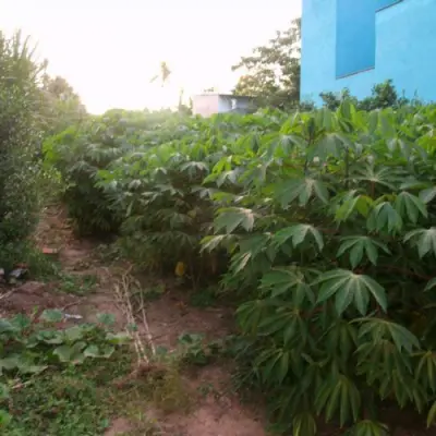 Imagem de Terreno em Alexandre Vargas bairro Mundo Novo