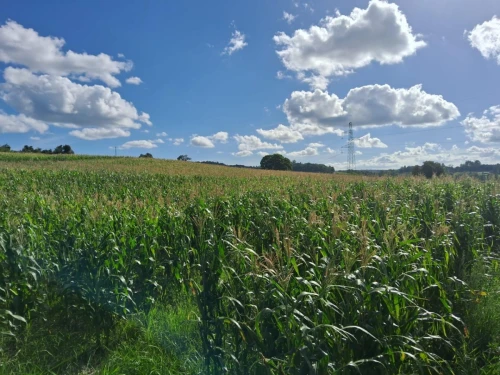 Imagem de Sítio de 570.000 m² em Taquara: Perfeito para Investidores