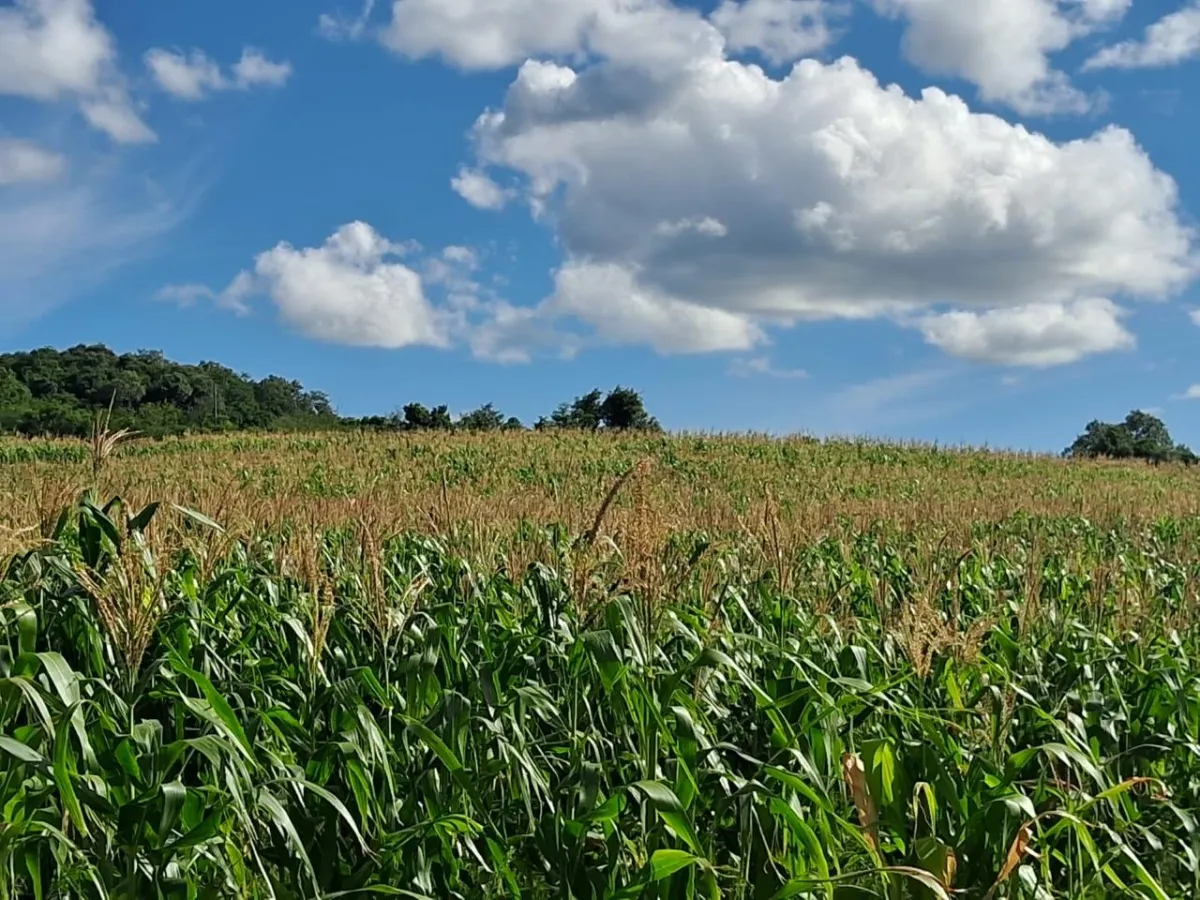 Imagem de Sítio de 570.000 m² em Taquara: Perfeito para Investidores