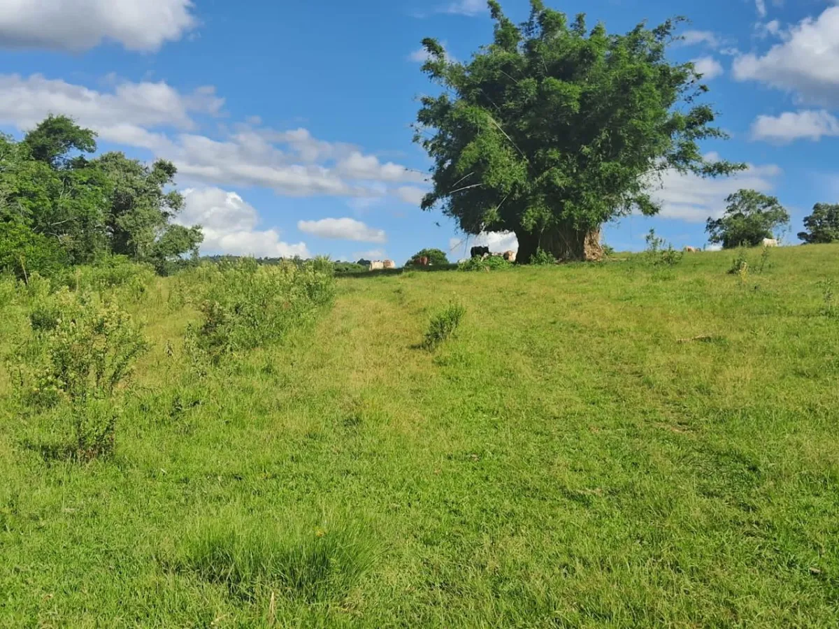 Sítio de 570.000 m² em Taquara: Perfeito para Investidores - Santa Cruz Da Concordia, Taquara [8297]