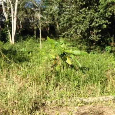 Imagem de Terreno em Darcy Uflacker Brack bairro Morro Do Leoncio 