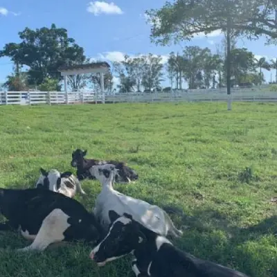 Imagem de Sítio em Estrada Geral De Entrepelado Moquem bairro Entrepelado (distrito)