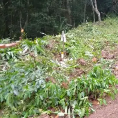 Imagem de Sítio em Estrada Da Vovozinha bairro Solitária