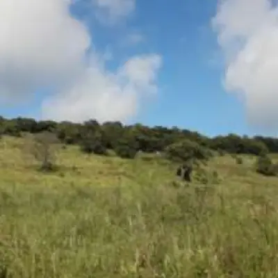 Imagem de Sítio em Estrada Morro Da Figueira bairro Centro