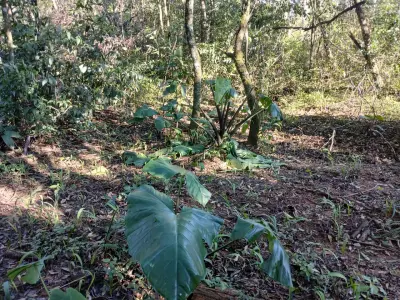 Imagem de Terreno em Taquara