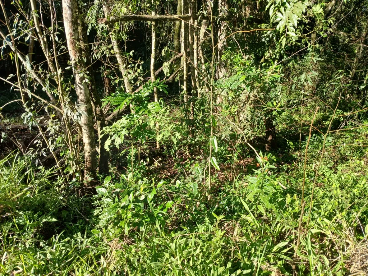 Imagem de Terreno em Taquara