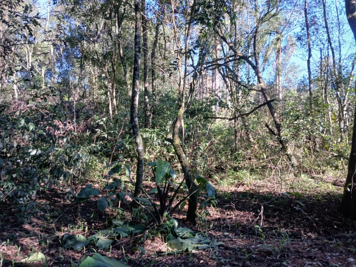 Imagem de Terreno em Taquara