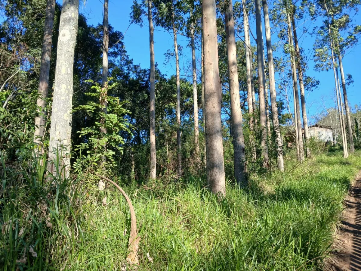 Imagem de Terreno em Taquara