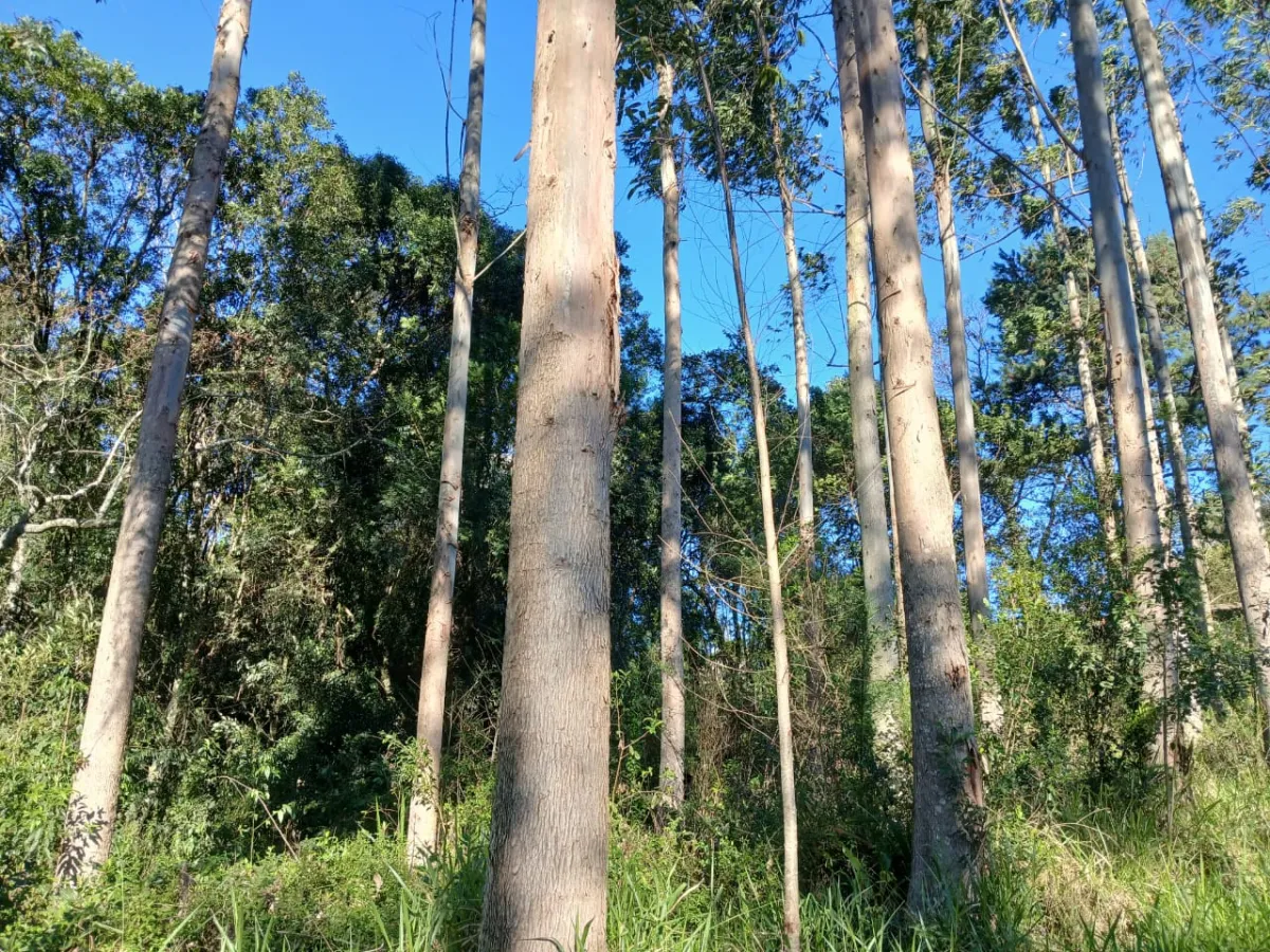 Imagem de Terreno em Taquara