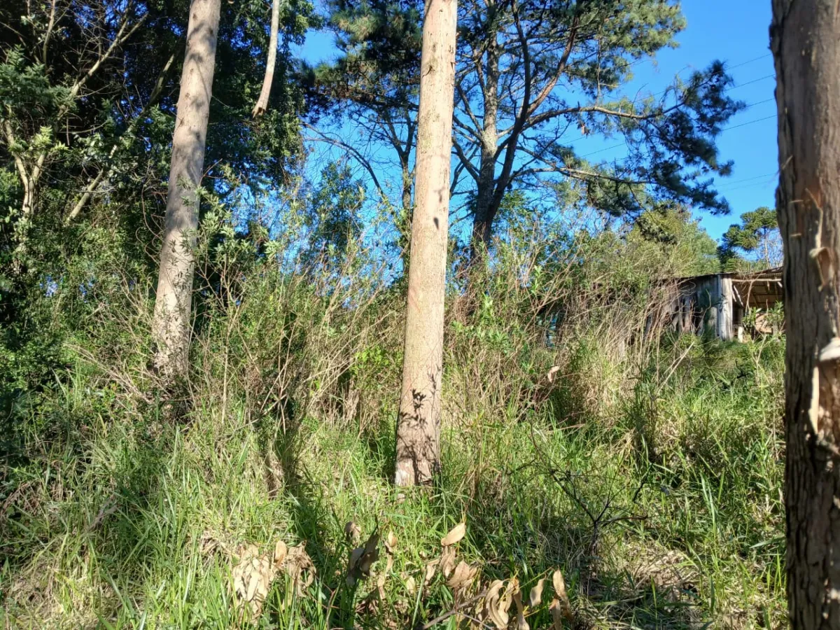 Imagem de Terreno em Taquara