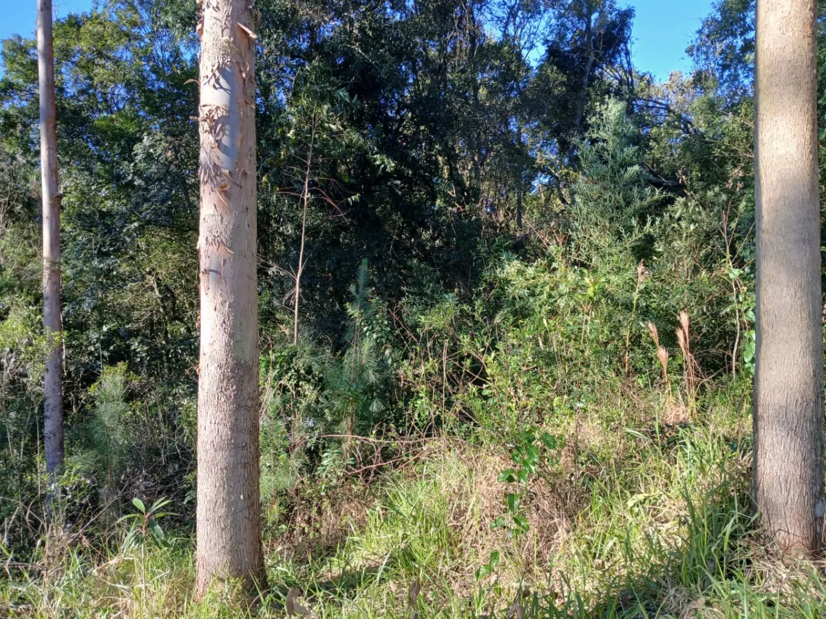 Imagem de Terreno em Taquara