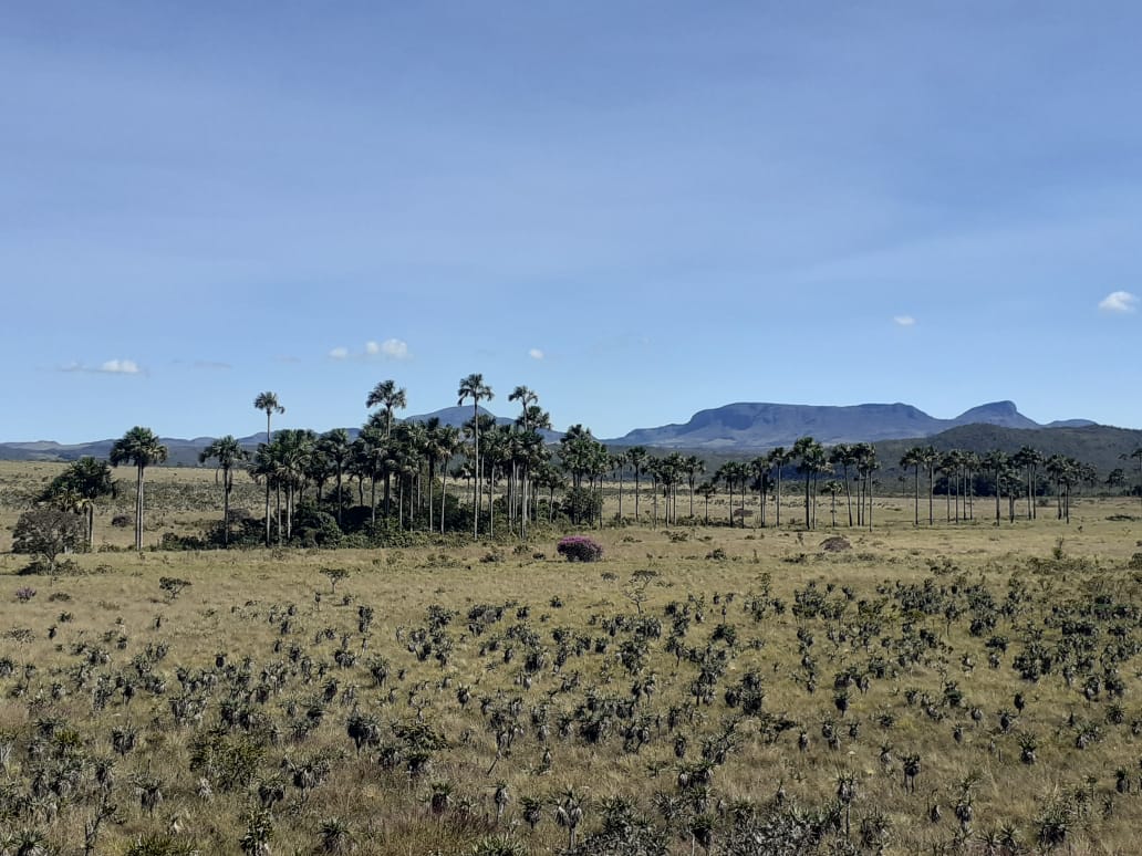 Imagem de TERRA DE 4 HECTARES NO VALE VERDE