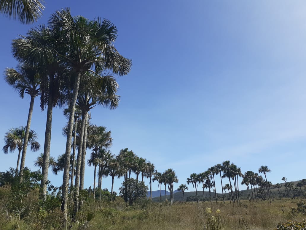 Imagem de TERRA DE 4 HECTARES NO VALE VERDE