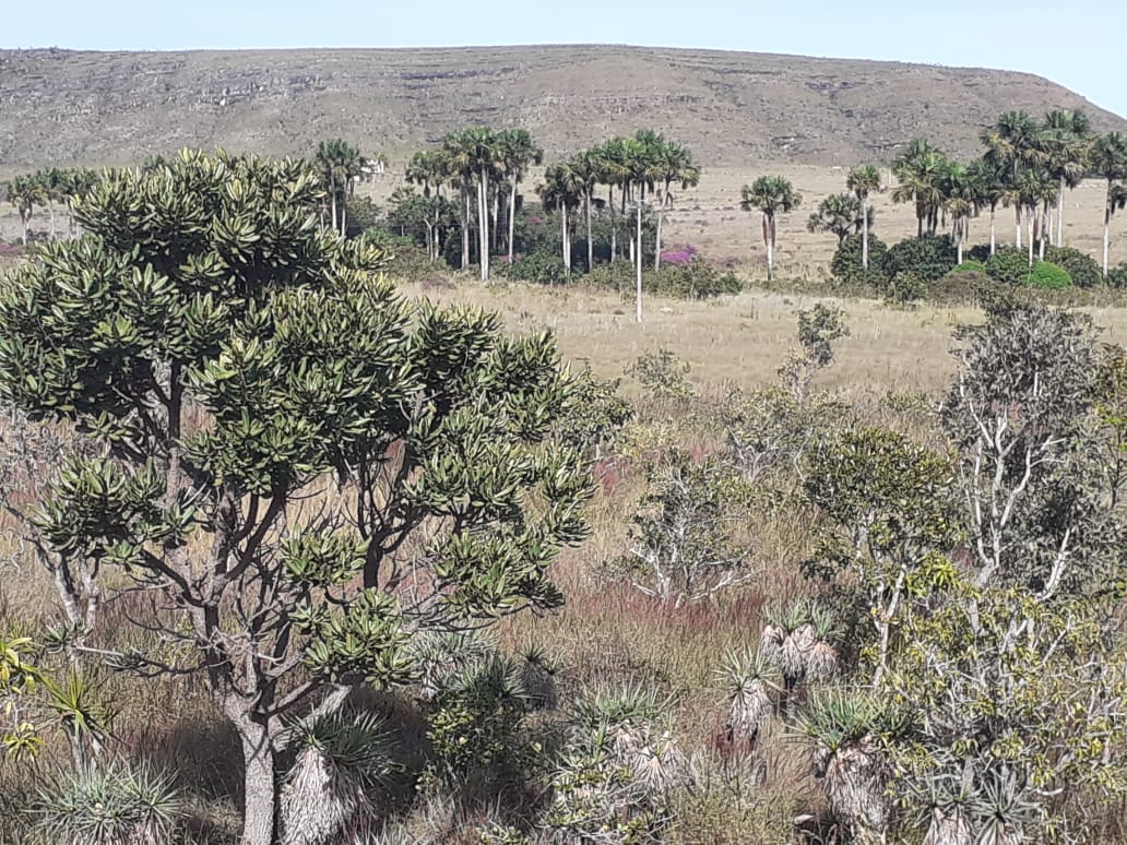 Imagem de TERRA DE 4 HECTARES NO VALE VERDE