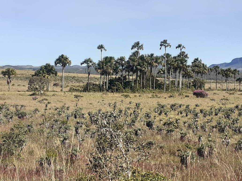 Imagem de TERRA DE 4 HECTARES NO VALE VERDE