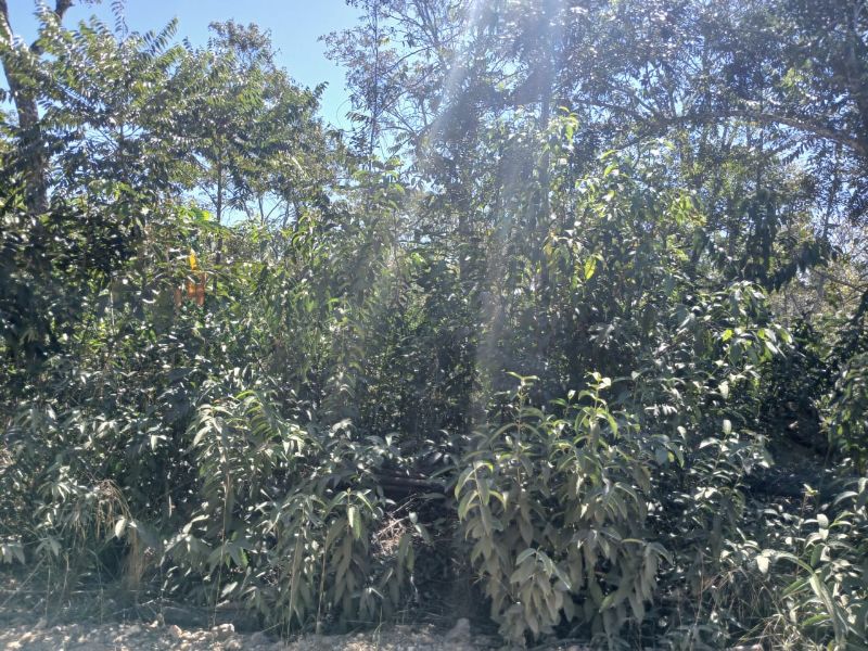 Imagem de 🌳 LINDO LOTE EM CAVALCANTE – A 1 KM DO CENTRO 🌳