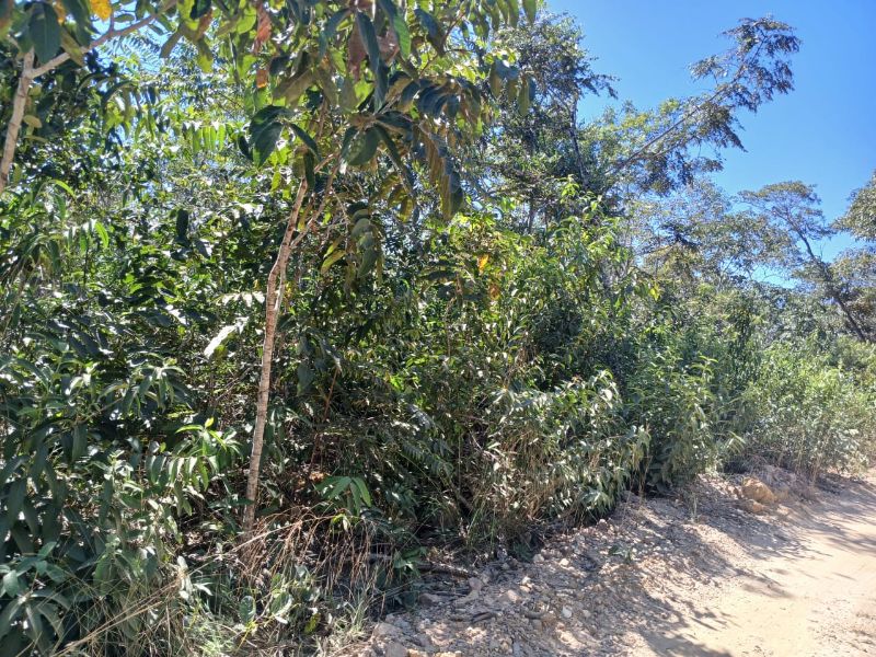 Imagem de 🌳 LINDO LOTE EM CAVALCANTE – A 1 KM DO CENTRO 🌳