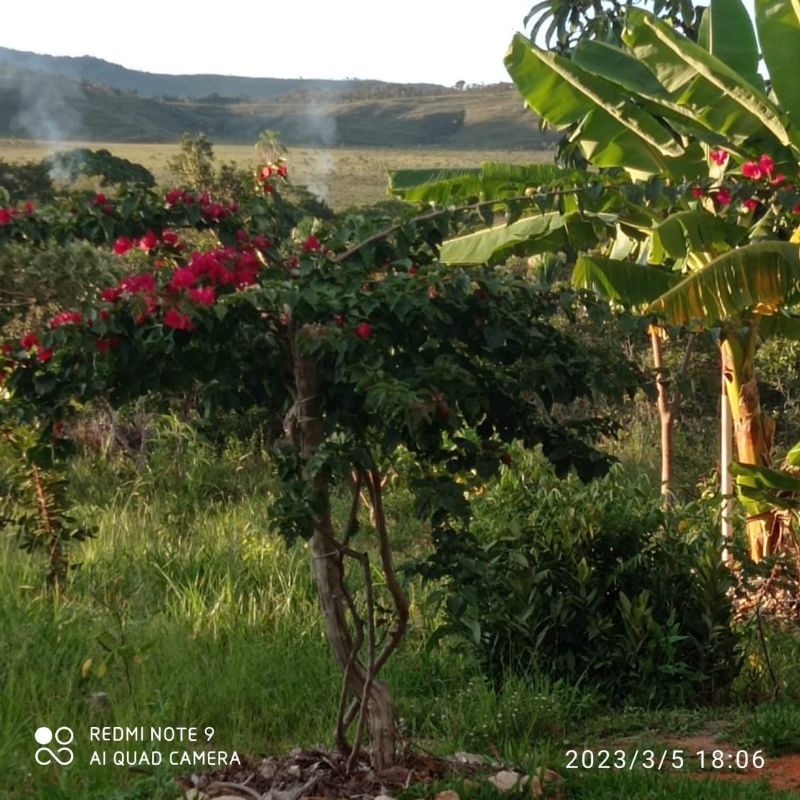 🌿 LINDO SÍTIO COM EXCELENTE CASA - Zona Rural, Alto Paraíso de Goiás [239]