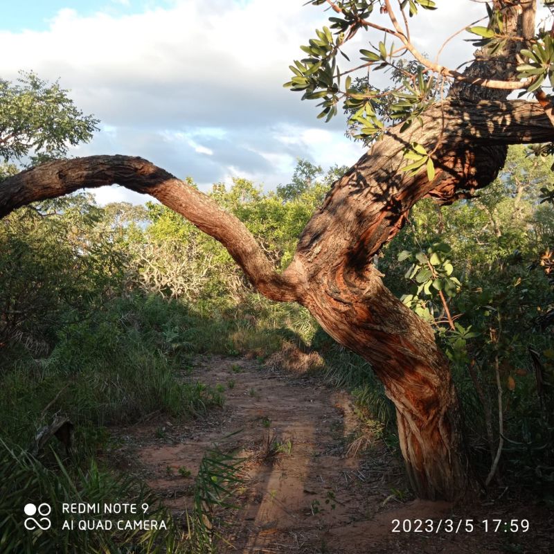 🌿 LINDO SÍTIO COM EXCELENTE CASA - Zona Rural, Alto Paraíso de Goiás [239]