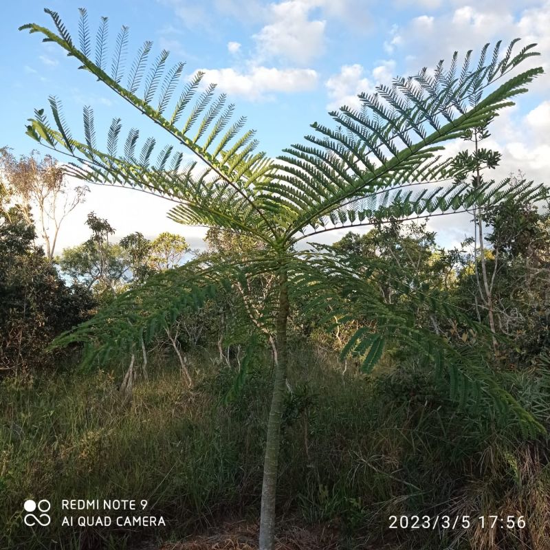 🌿 LINDO SÍTIO COM EXCELENTE CASA - Zona Rural, Alto Paraíso de Goiás [239]