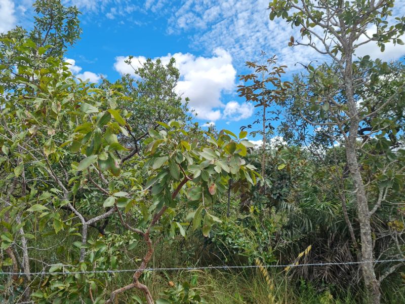 🌿 OPORTUNIDADE NA CHAPADA DOS VEADEIROS 🌿 - Eldorado, Alto Paraíso de Goiás [241]