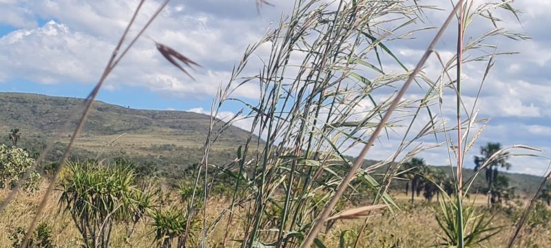 🌿 Excelente Oportunidade na Chapada dos Veadeiros! 🌄 - Zona Rural, Alto Paraíso de Goiás [262]